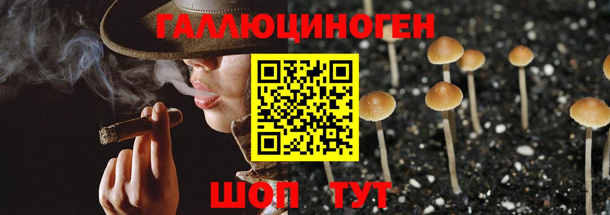 как найти   Вход с VPN  Дмитров  Галлюциногенные грибы Psilocybe 